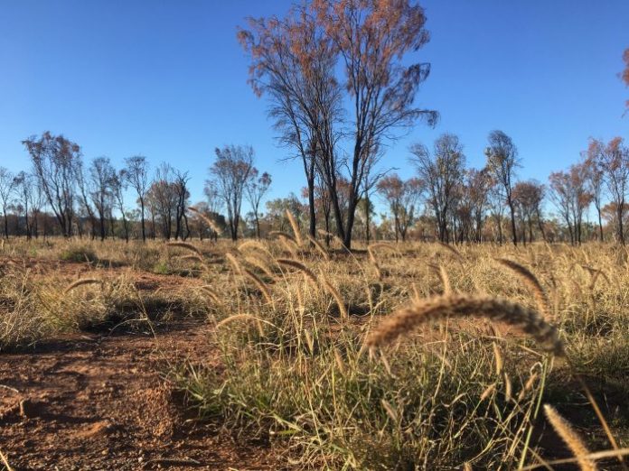 Government fiddles while buffel burns