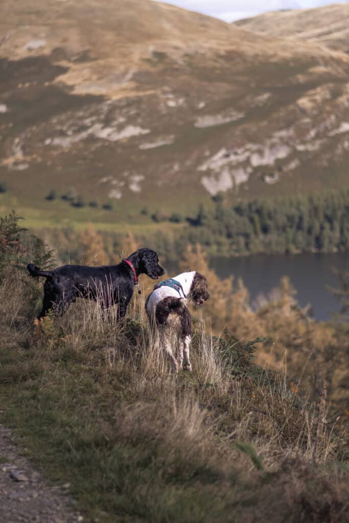 Kacey Lyngaas fotografía de dos perros con vistas a un valle